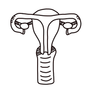 Женская репродуктивная система_Corr.png